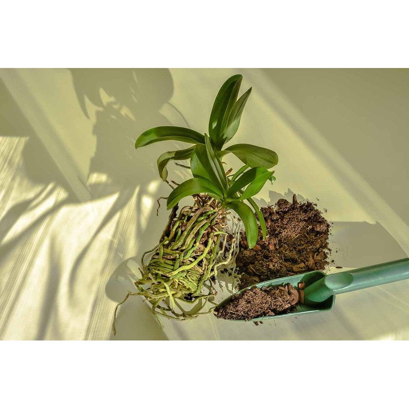 Terra Naturale, 3L per Orchidee 3L Biovita e uso quotidiano – vista dettagliata 9