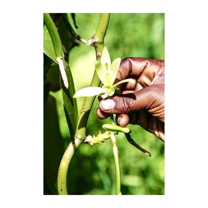 Polvere di Vaniglia Bourbon da Madagascar - Non Raffinata - Qualità Premium - Deliziosa e Aromatica - Ideale per Pasticceria e Dessert