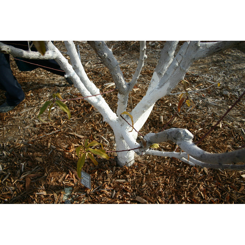 Calce per sbiancare alberi, arbusti e deacidificazione del terreno, 2 kg Biovita