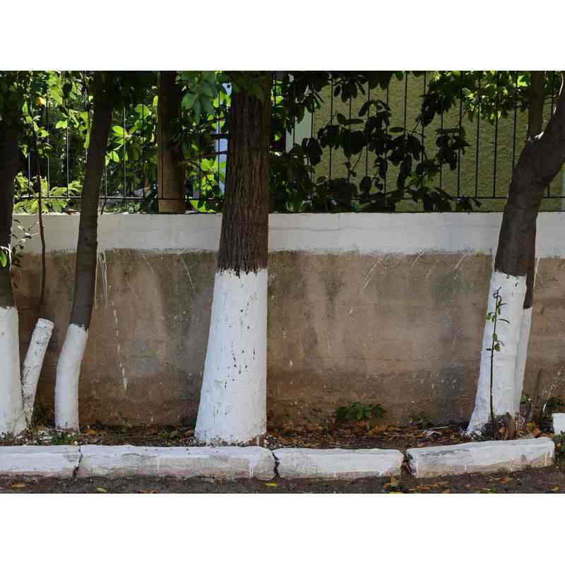 Calce per sbiancare alberi, arbusti e deacidificazione del terreno, 2 kg Biovita