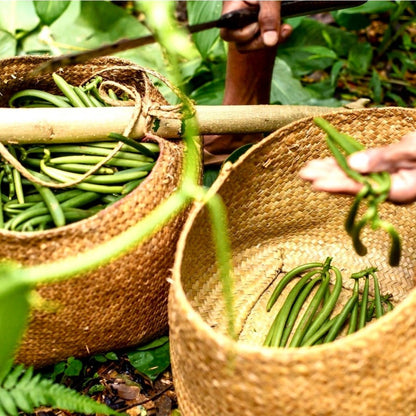 Polvere di Vaniglia Bourbon da Madagascar - Non Raffinata - Qualità Premium - Deliziosa e Aromatica - Ideale per Pasticceria e Dessert