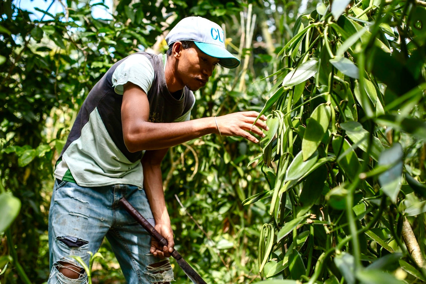 Polvere di Vaniglia Bourbon da Madagascar - Non Raffinata - Qualità Premium - Deliziosa e Aromatica - Ideale per Pasticceria e Dessert