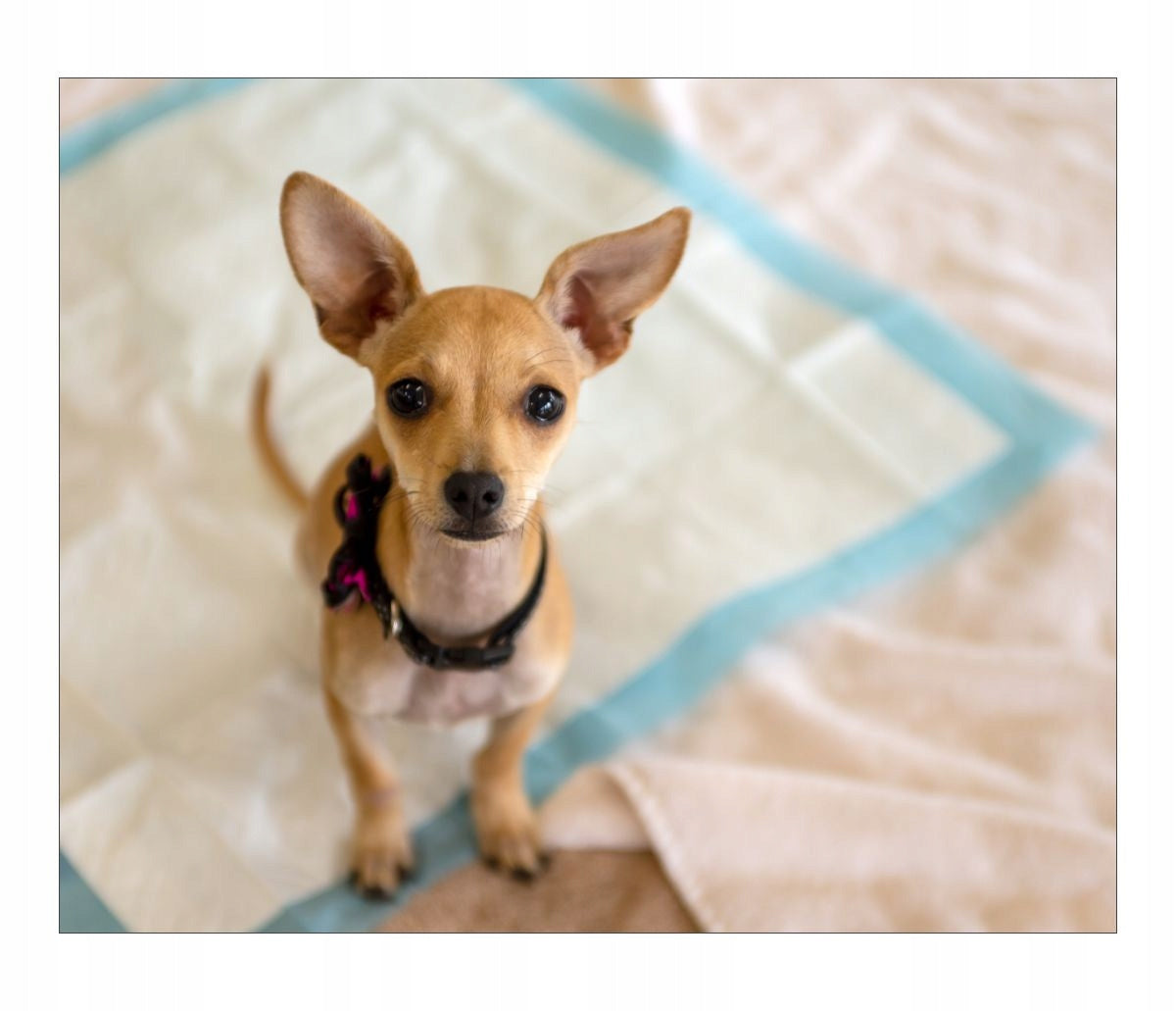 Assorbenti Igienici per Cani, Tappetini per Addestramento alla Pipì, 90x60 (50pz), 60x60 (100pz), 45x60 (100pz)