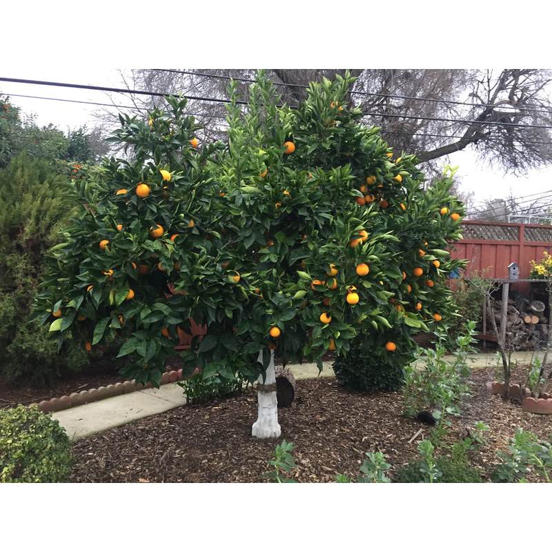 Calce per sbiancare alberi, arbusti e deacidificazione del terreno, 2 kg Biovita