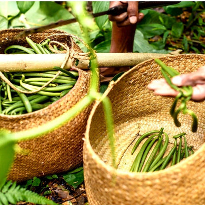 Polvere di Vaniglia Bourbon da Madagascar - Non Raffinata - Qualità Premium - Deliziosa e Aromatica - Ideale per Pasticceria e Dessert