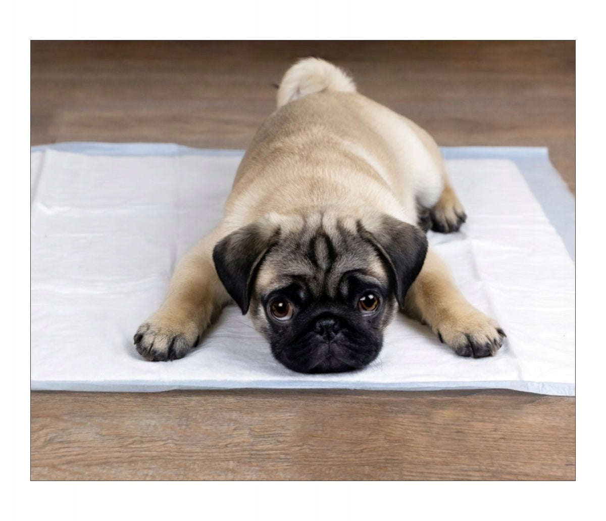 Assorbenti Igienici per Cani, Tappetini per Addestramento alla Pipì, 90x60 (50pz), 60x60 (100pz), 45x60 (100pz)