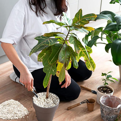 Biovita Perlite Horticultura 10L Additivo Naturali per Allentare il Suolo