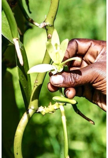 Polvere di Vaniglia Bourbon da Madagascar - Non Raffinata - Qualità Premium - Deliziosa e Aromatica - Ideale per Pasticceria e Dessert