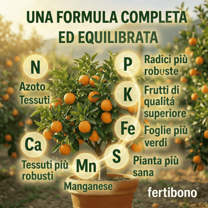 Fertilizzante Speciale per Agrumi per Alberi di Limone e Arancio, (2KG), 20-5-11 con Ferro, Calcio, Solfuro, Magnesio e Manganese - Correttore di Mancanza Multipla