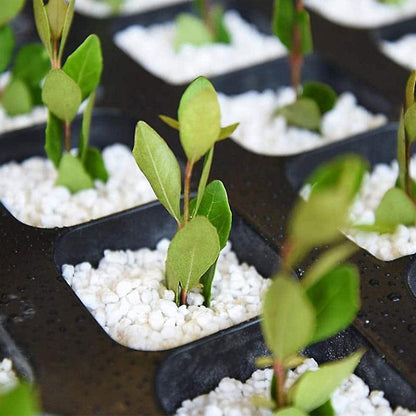 Biovita Perlite Horticultura 10L Additivo Naturali per Allentare il Suolo