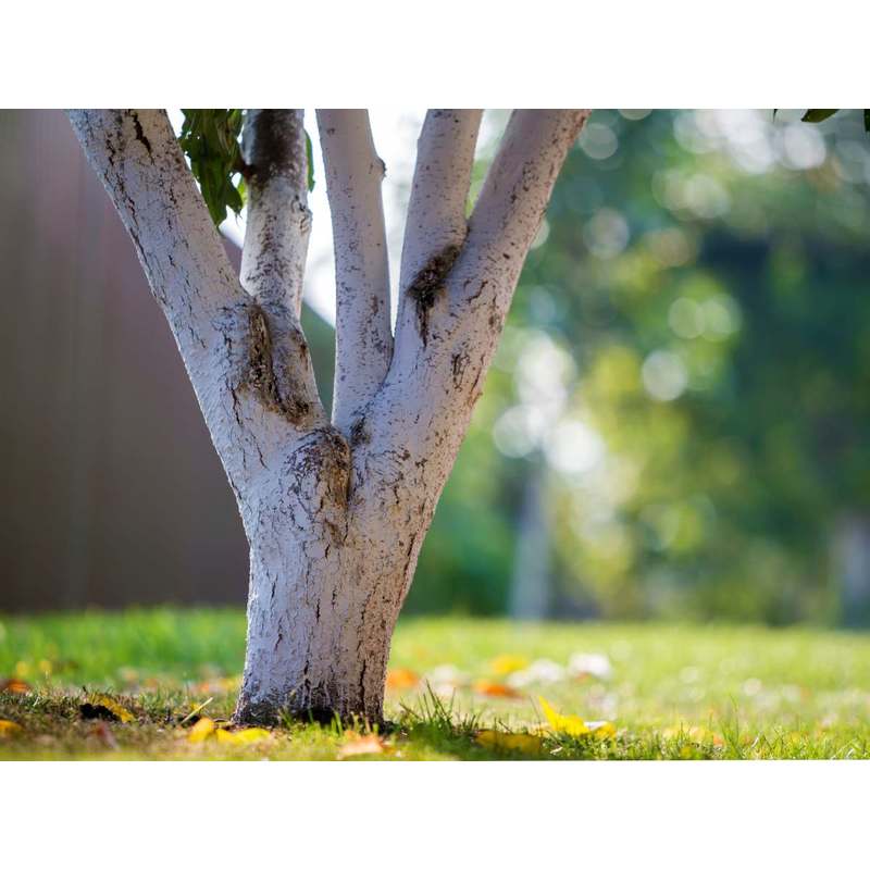 Calce per sbiancare alberi, arbusti e deacidificazione del terreno, 2 kg Biovita
