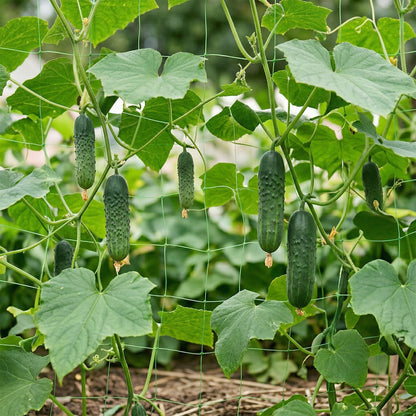 Rete da giardino per piante rampicanti 1.2×20M Supporto per la crescita di cetrioli, fagioli e fiori rampicanti, rete resistente con maglia da 15 × 17 cm che garantisce una guida stabile delle piante in verticale e un miglior accesso alla luce, rete per c