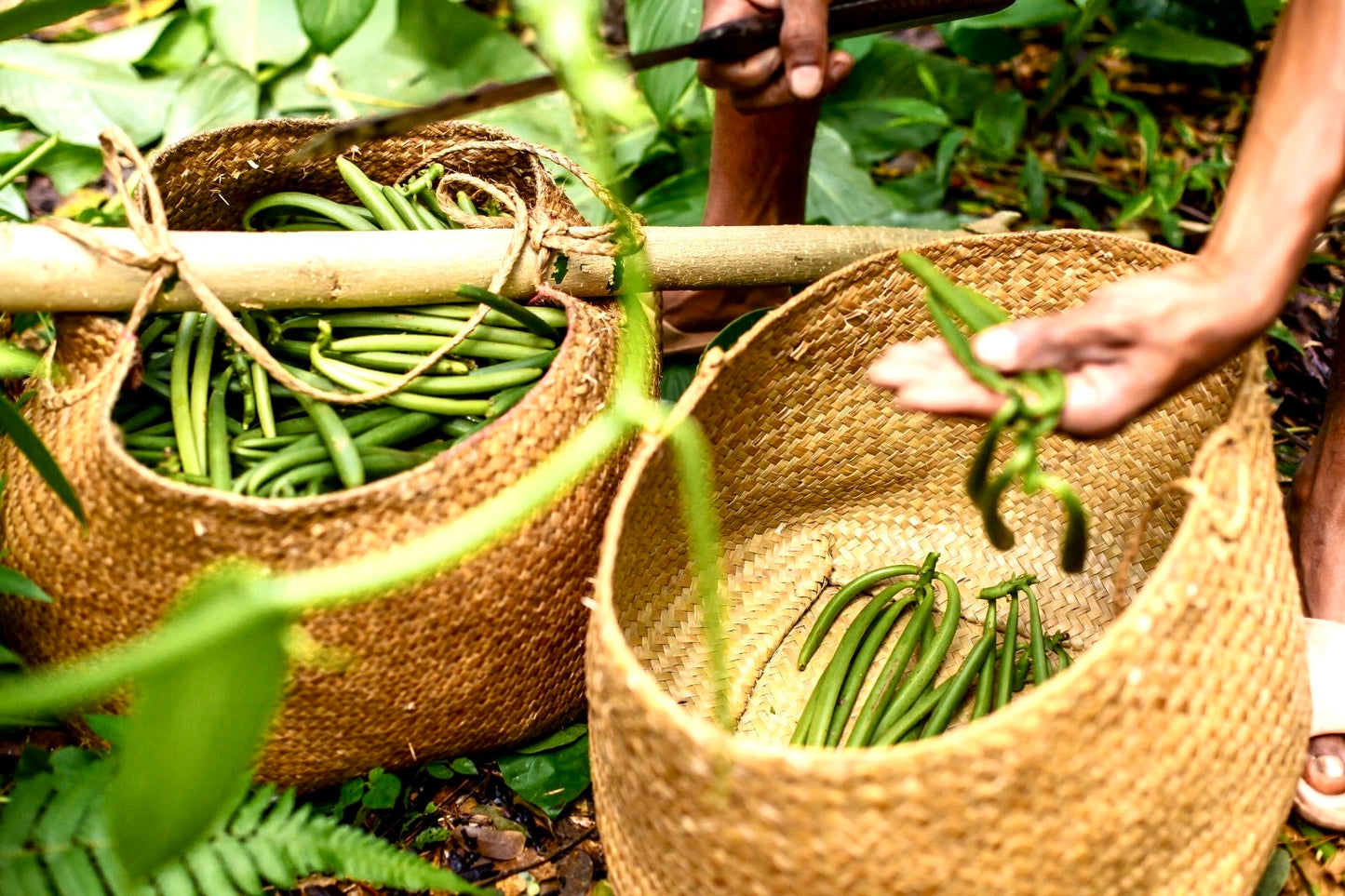Polvere di Vaniglia Bourbon da Madagascar - Non Raffinata - Qualità Premium - Deliziosa e Aromatica - Ideale per Pasticceria e Dessert