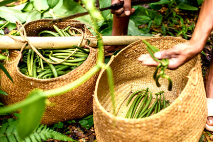 Polvere di Vaniglia Bourbon da Madagascar - Non Raffinata - Qualità Premium - Deliziosa e Aromatica - Ideale per Pasticceria e Dessert