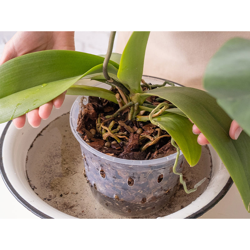 Terra Naturale, 3L per Orchidee 3L Biovita e uso quotidiano – vista dettagliata 3