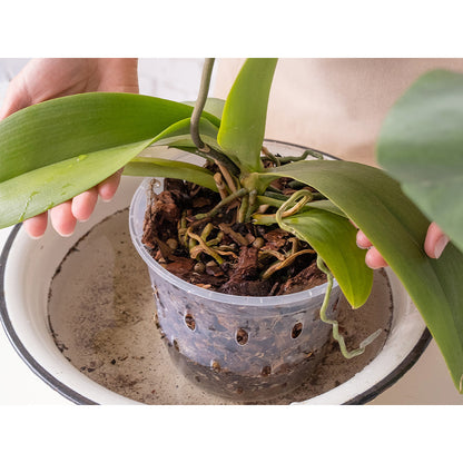 Terra Naturale, 3L per Orchidee 3L Biovita e uso quotidiano – vista dettagliata 3