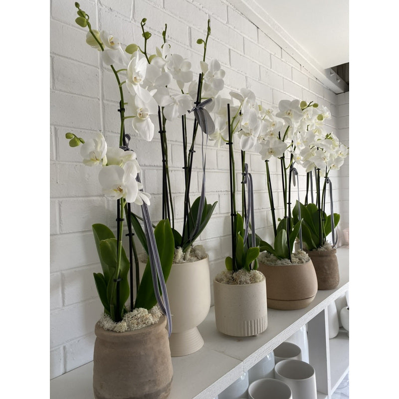 Terra Naturale, 3L per Orchidee 3L Biovita e uso quotidiano – vista dettagliata 4