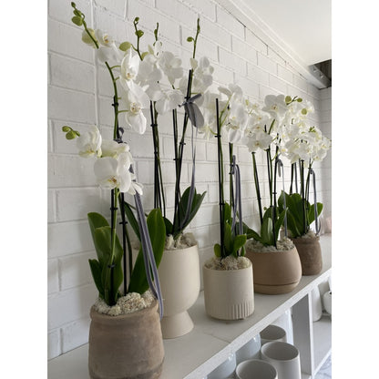 Terra Naturale, 3L per Orchidee 3L Biovita e uso quotidiano – vista dettagliata 4
