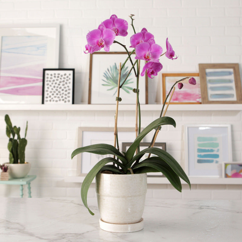 Terra Naturale, 3L per Orchidee 3L Biovita e uso quotidiano – vista dettagliata 5
