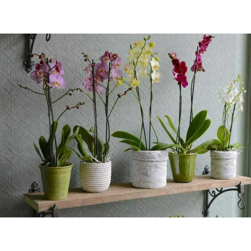 Terra Naturale, 3L per Orchidee 3L Biovita e uso quotidiano – vista dettagliata 6