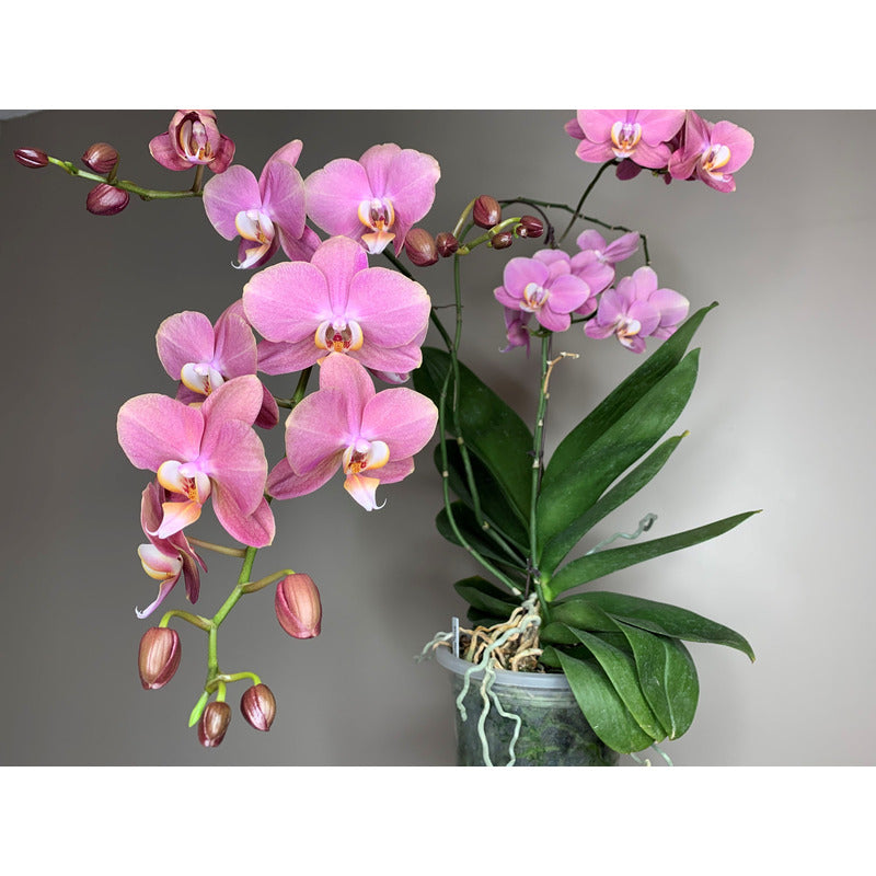 Terra Naturale, 3L per Orchidee 3L Biovita e uso quotidiano – vista dettagliata 8