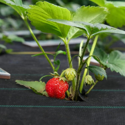 Tessuti per pacciamatura, 100 G per giardino e terrazza – vista dettagliata 6
